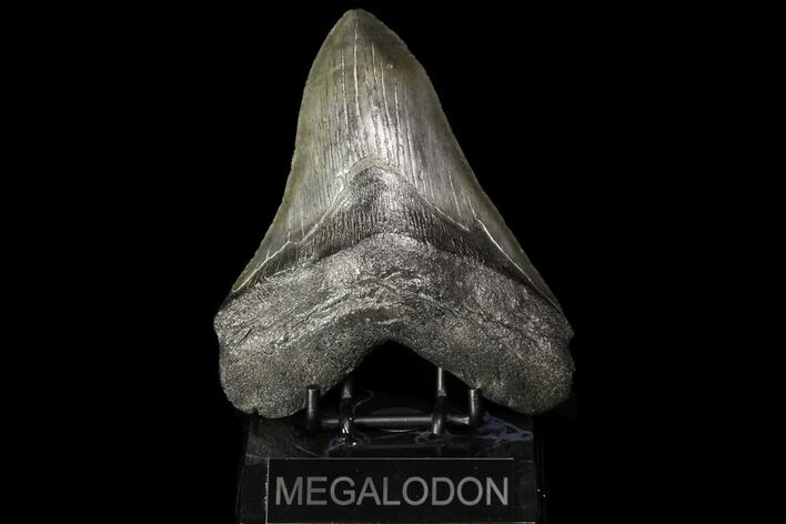 Large, Fossil Megalodon Tooth - Georgia #76458